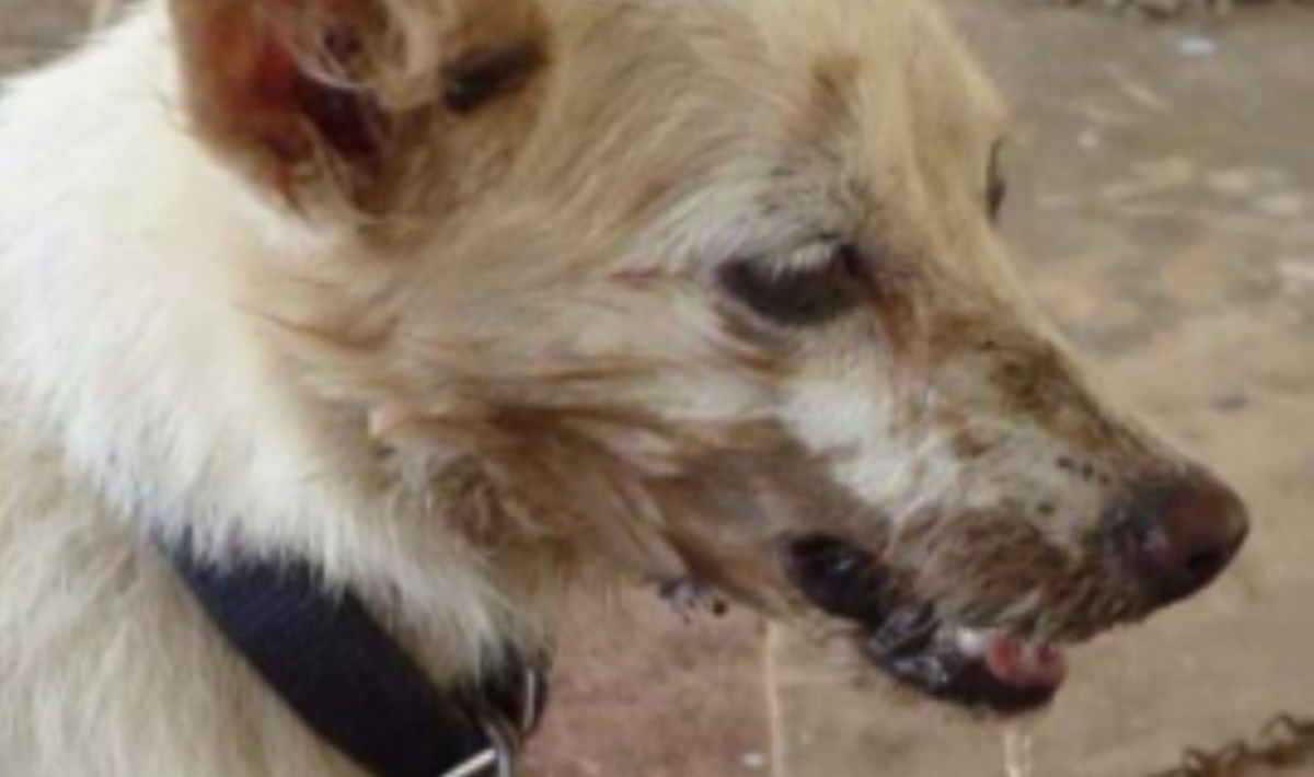 High-risk rabies areas