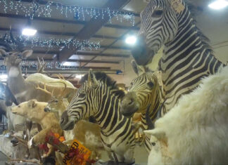 Auction zebra