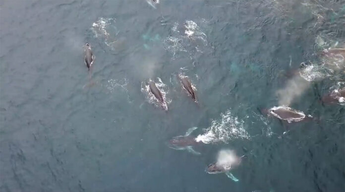 Super pod humpback whales Super pod humpback whales