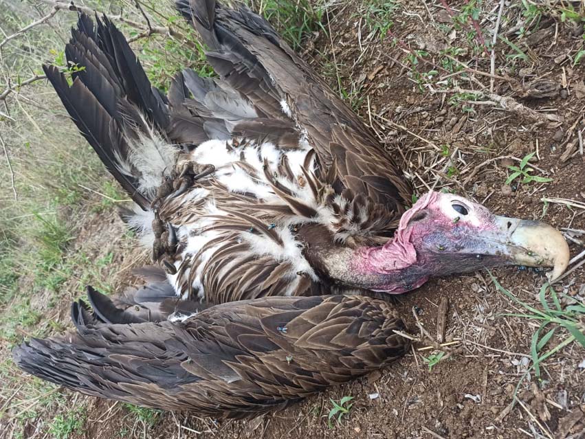 Aerial view of the dead Lapped-Faced Vulture chick found on the nest. Photo credit: PJ Roberts, Wildlife ACT