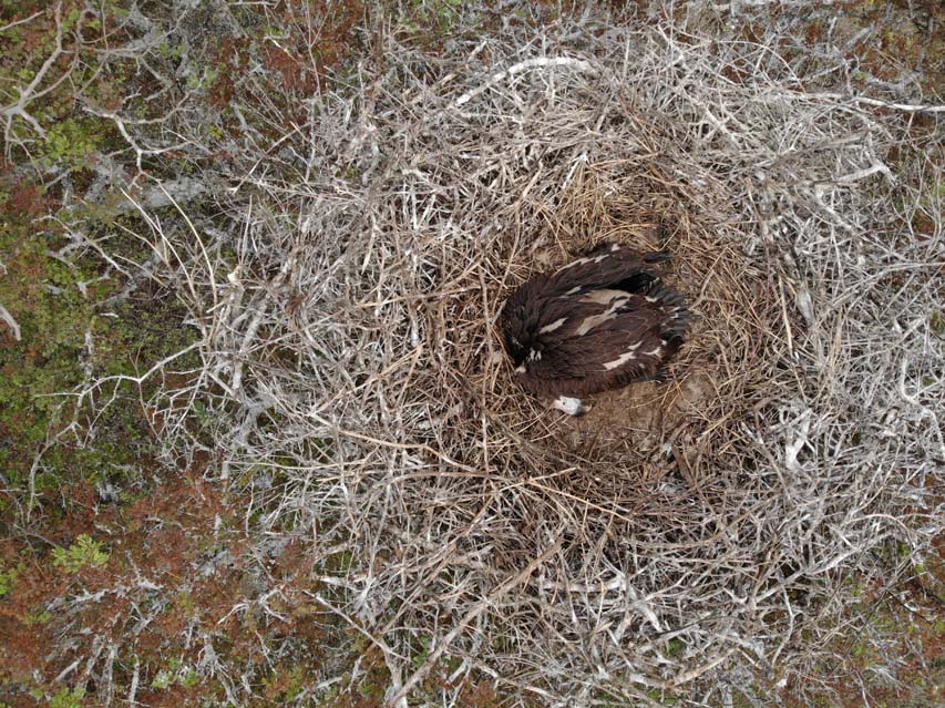 Aerial view of the dead Lapped-Faced Vulture chick found on the nest. Photo credit: PJ Roberts, Wildlife ACT