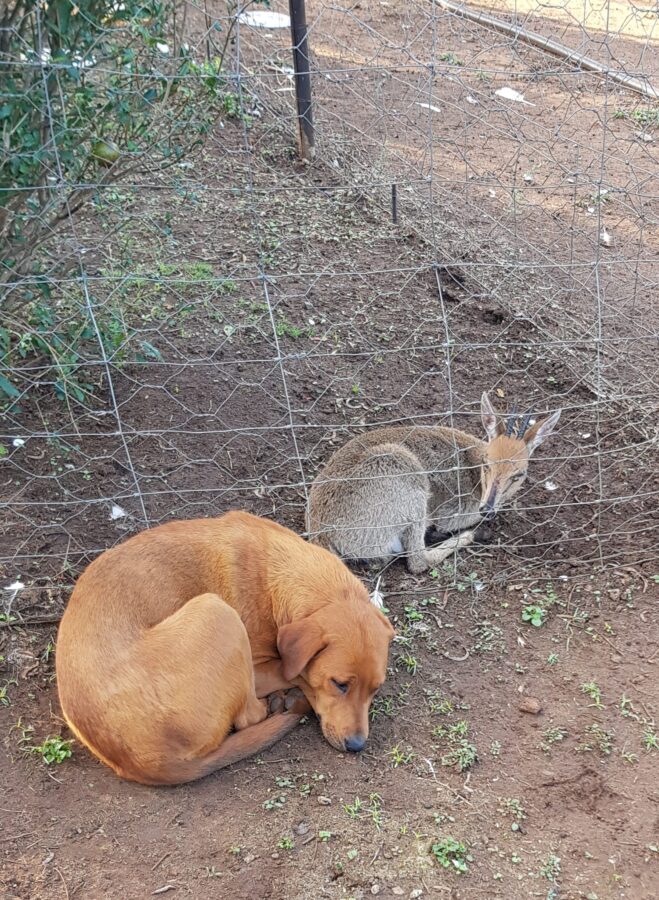 Nico revealed that Lulu spent the whole night there, sleeping beside the frightened animal, which is where Nico took the photo on Monday morning.