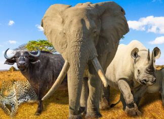 Great News for Wildlife as Great Britain Set to BAN Import of Hunting Trophies