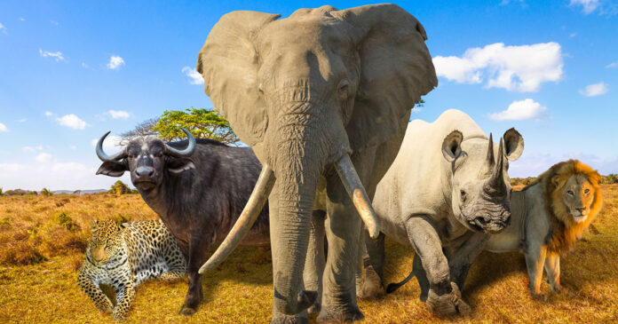 Great Britain Set to BAN Import of Hunting Trophies. Great News for Wildlife as Great Britain Set to BAN Import of Hunting Trophies