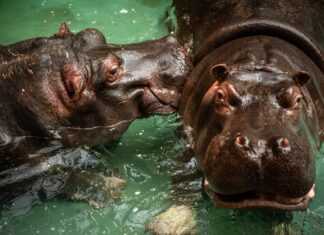 Hippos in Belgium Test Positive for Covid-19