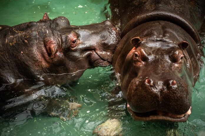 Hippos Antwerp Zoo Belgium Hippos in Belgium Test Positive for Covid-19