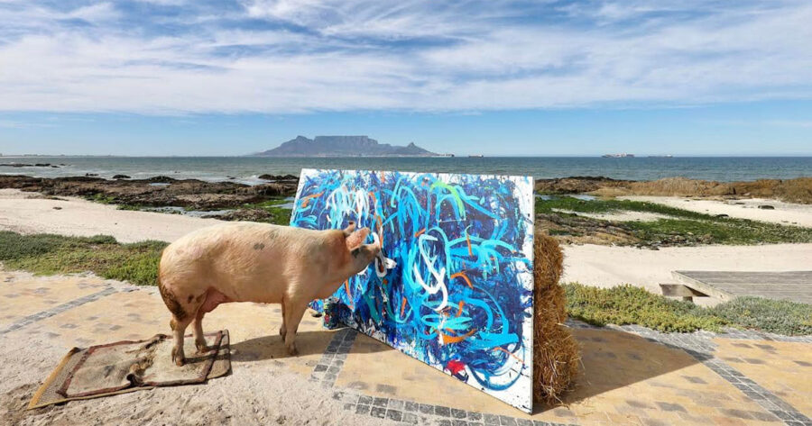 South Africa's Pigcasso makes world news with record sales of paintings!