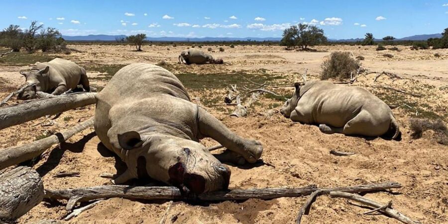 Reward Offered for Info on Rhino Massacre at Private Game Reserve