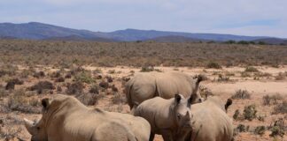Reward Offered for Info on Rhino Massacre at Private Game Reserve
