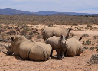 Reward Offered for Info on Rhino Massacre at Private Game Reserve