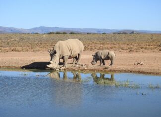 Reward Offered for Info on Rhino Massacre at Private Game Reserve