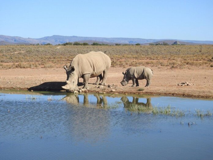 Rhino Massacre Inverdoorn 7 Reward Offered for Info on Rhino Massacre at Private Game Reserve