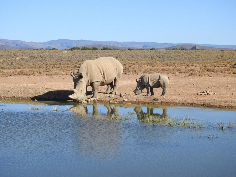 Reward Offered for Info on Rhino Massacre at Private Game Reserve