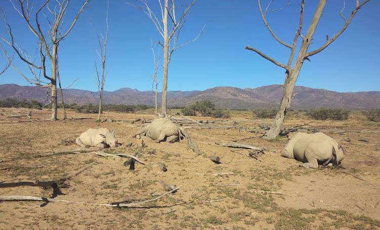 Reward Offered for Info on Rhino Massacre at Private Game Reserve