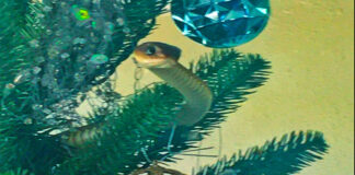 Boomslang in Christmas Tree in South Africa