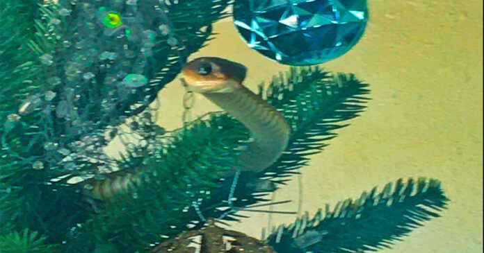 Boomslang in Christmas Tree in South Africa