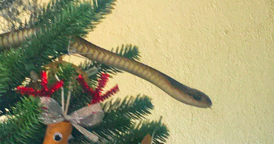 Boomslang in Christmas Tree in South Africa