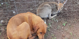 Loyal Dog Lulu Didn't Leave Blind Duiker's Side All Night