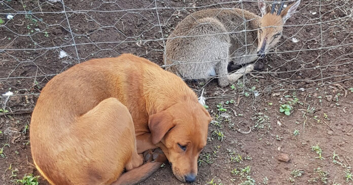 dog protects blind duiker Loyal Dog Lulu Didn't Leave Blind Duiker's Side All Night