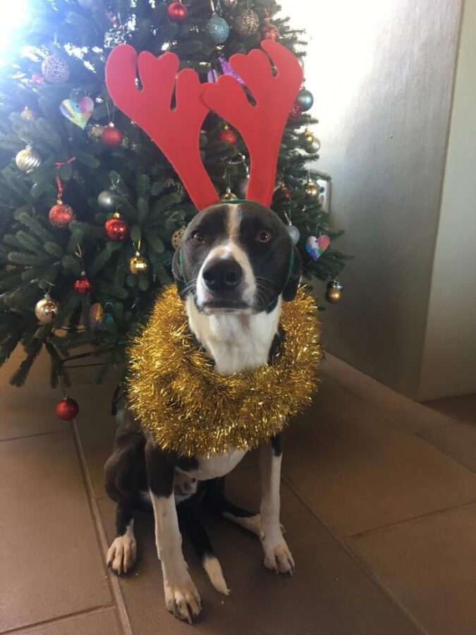 Dog Christmas tree snake