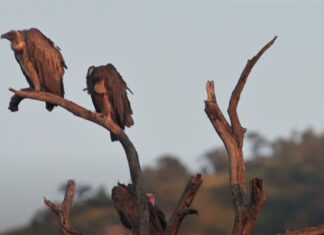 Endangered Vulture Nesting Sites Drop to Less Than Half in 2021 in KZN, South Africa