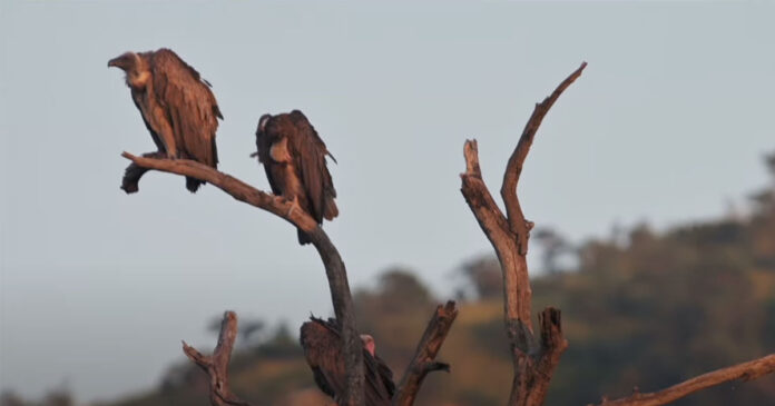 endangered vulture nests Endangered Vulture Nesting Sites Drop to Less Than Half in 2021 in KZN, South Africa