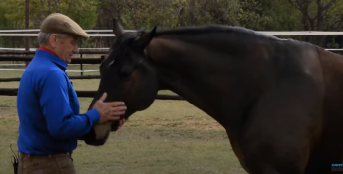 horse therapy carte blanche carte blanche on sunday