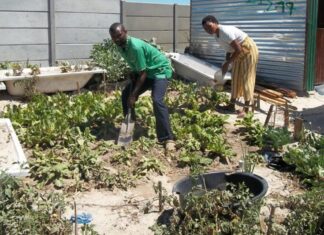 Khayelitsha couple turns dump site into community garden