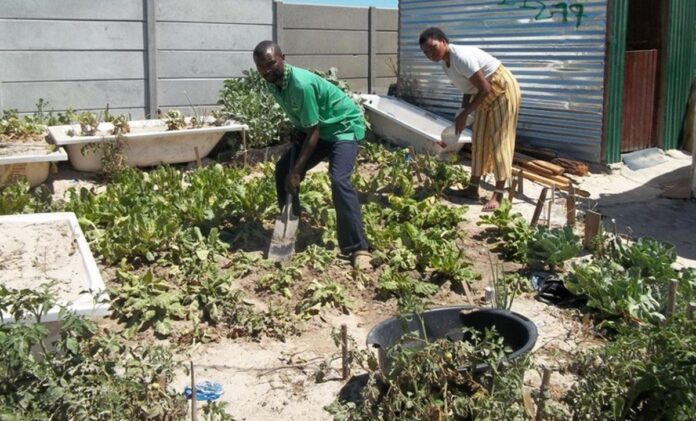 khayelitsha_food_garden Khayelitsha couple turns dump site into community garden