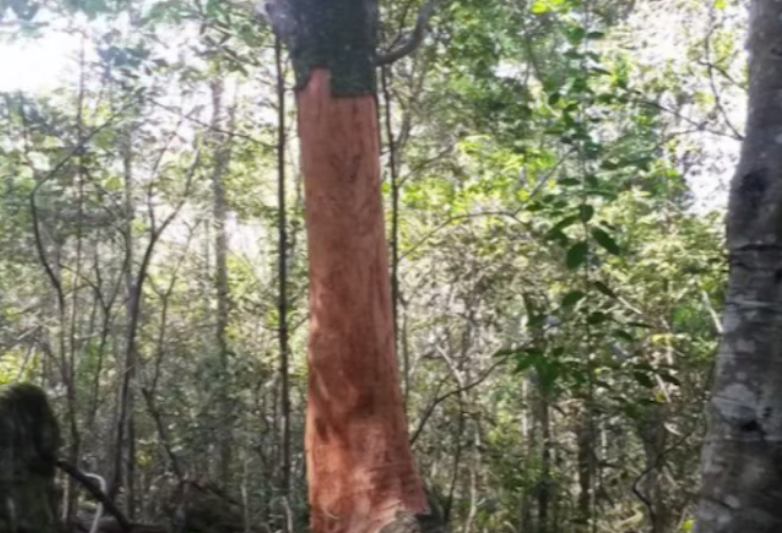 bark stripping in Newlands Forest Carte Blanche