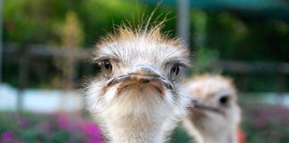 Masks Involving Ostrich Eggs Help Detect Coronavirus, say Japanese Scientists