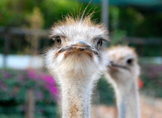 Masks Involving Ostrich Eggs Help Detect Coronavirus, say Japanese Scientists