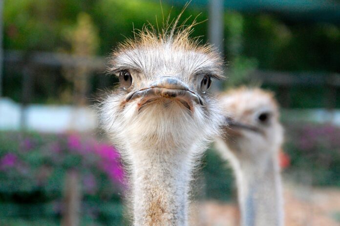 ostriches south-africa-pix Masks Involving Ostrich Eggs Help Detect Coronavirus, say Japanese Scientists