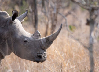 SANParks Warns of Video of Distressed Rhino in Kruger After Poaching Attack