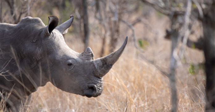 rhino poaching kruger park SANParks Warns of Video of Distressed Rhino in Kruger After Poaching Attack