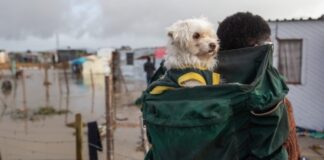 Paul Josephs and his dog after heavy rains flooded the homes of shack dwellers