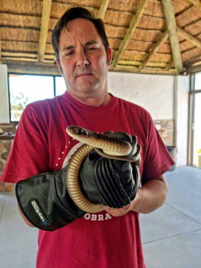 Boomslang snake catcher