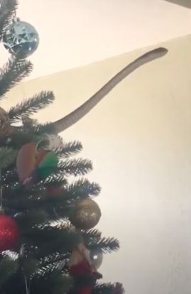 Snake Christmas tree