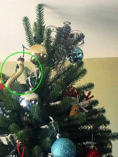 Snake in Xmas tree