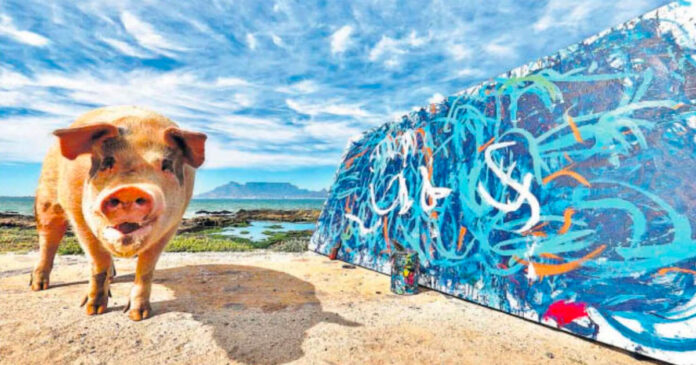 South African Pig Painter South Africa's Pigcasso makes world news with record sales of paintings! Photo: FB / Pigcasso
