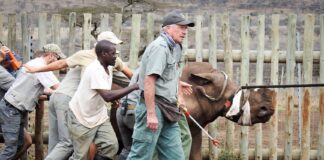 Poaching Pandemic: Rhino Murders in South Africa at CRITICAL Level