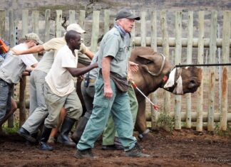 Poaching Pandemic: Rhino Murders in South Africa at CRITICAL Level