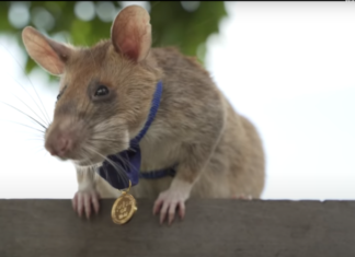African Hero Rat Magawa, Who Sniffed Out Landmines, Passes Away in Retirement