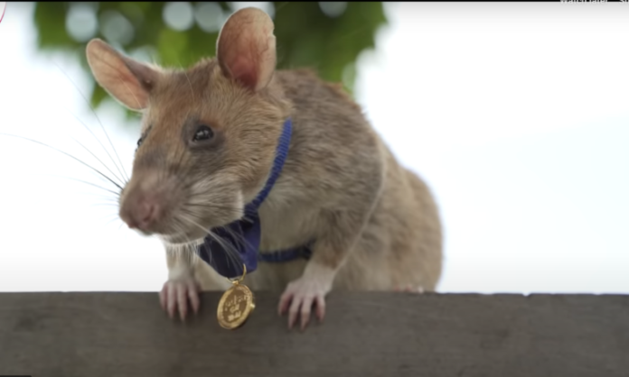 African Hero Rat Magawa, Who Sniffed Out Landmines, Passes Away in Retirement