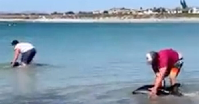dolphin-rescue-lamberts-bay dolphin-rescue-lamberts-bay