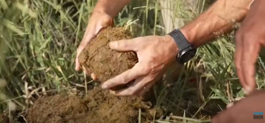 elephant dung carte blanche