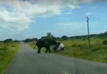 elephant overturned 4x4 kzn south africa