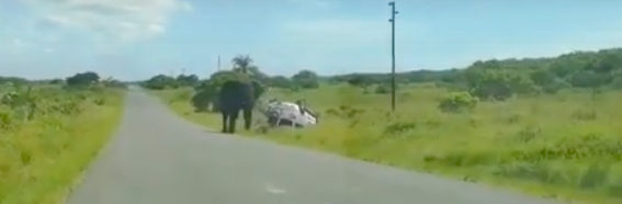 elephant overturned 4x4 kzn south africa