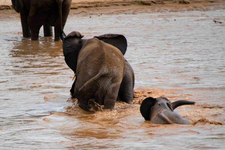 elephant swimming river south africa
