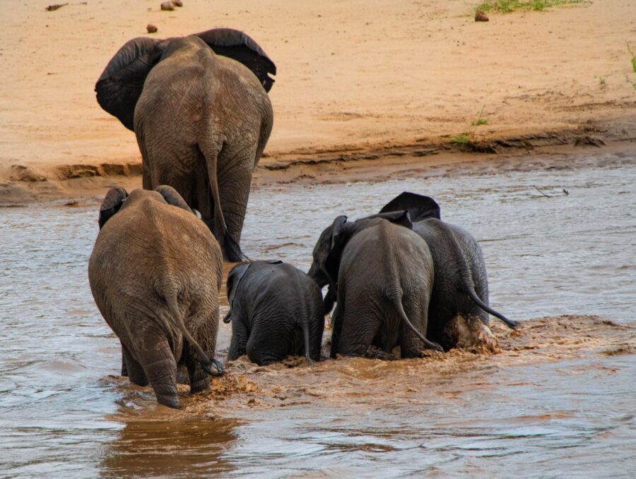elephant swim river south africa